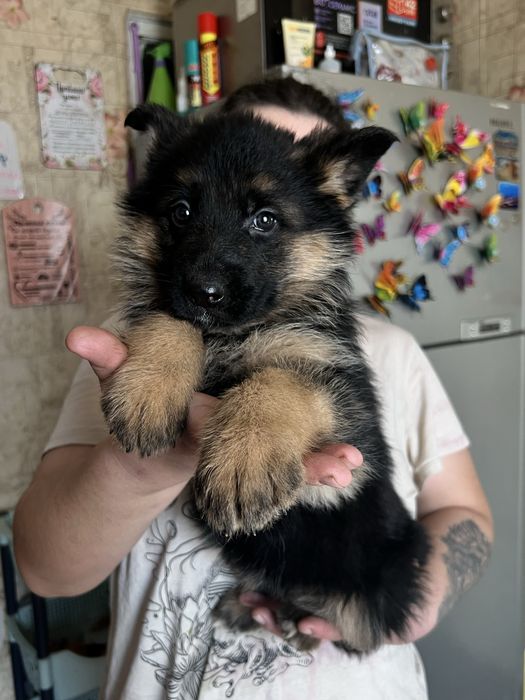 Щенки немецкой овчарки