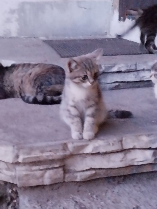 Котята 3 месяца, умные