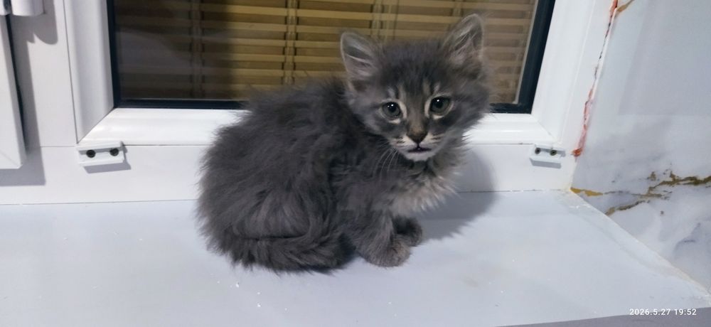 Отдам котёнка в добрые руки