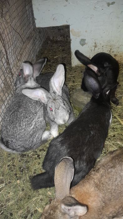 Кролики самцы 1.5 месеца