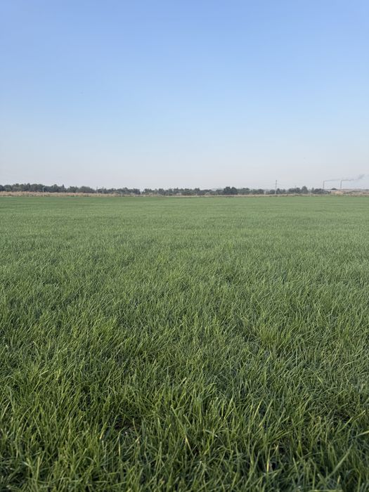 Продажа рулонного газона