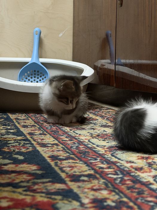 Отдам котят в добрые руки)