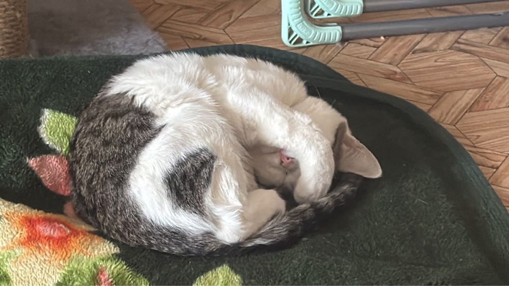 Отдам бесплатно котенка