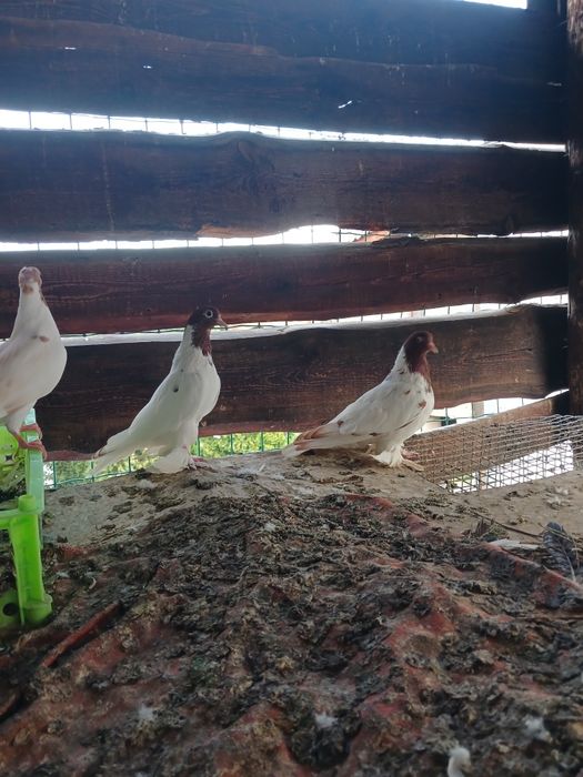 Продам  голубей  головастики пара