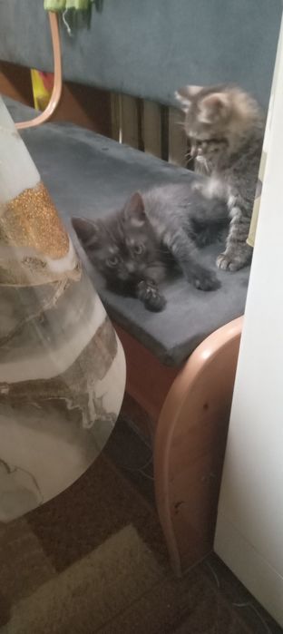 Отдам котят бесплатно