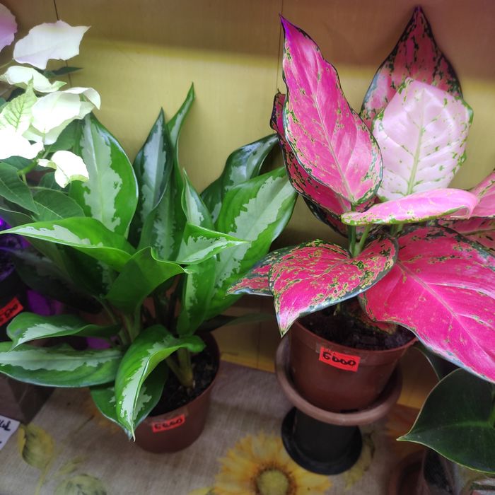 Калатеи, филодендрон, аглаонемы и диффенбахии(читать внимательно)