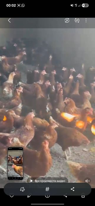 Ломан браун сатылады