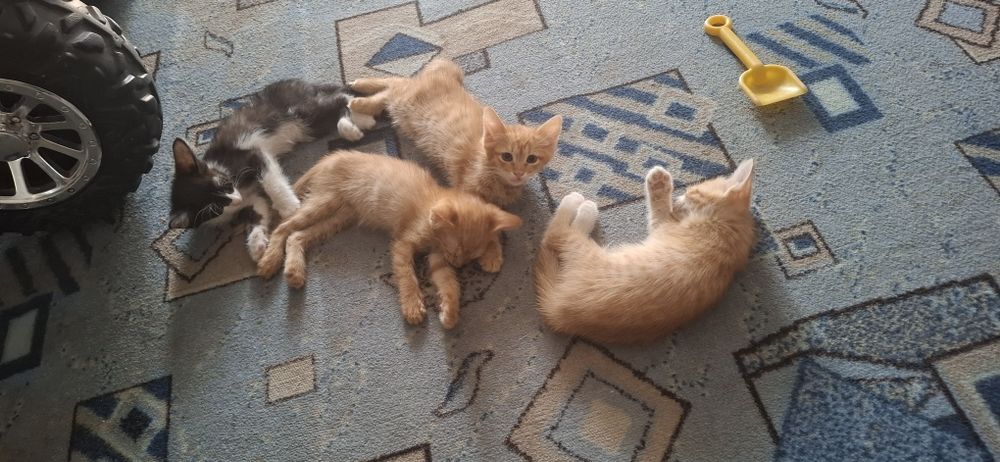 Отдам        котят