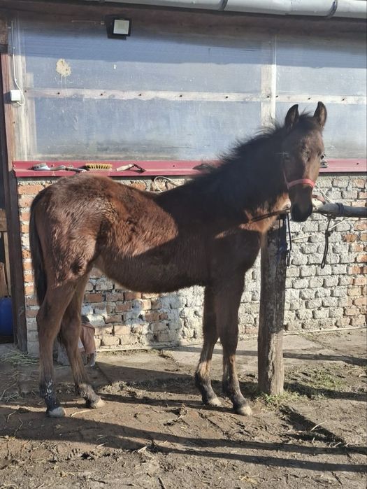 De vânzare mânz armăsar  de 9 luni