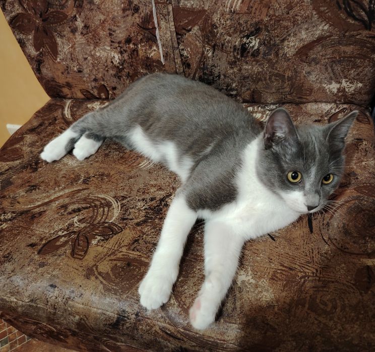 Полупородисто мъжко коте