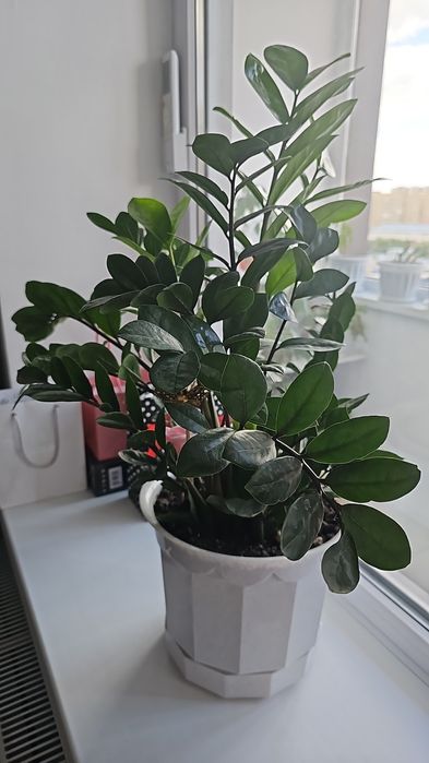 Комнатные растения