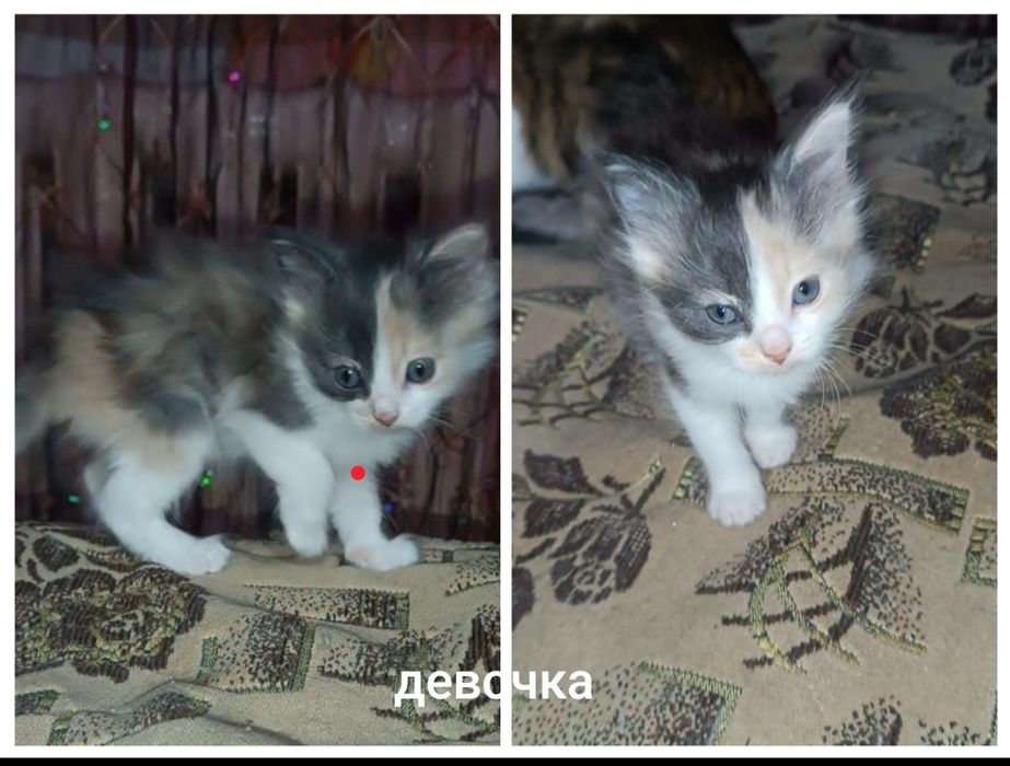 В доброе руки котята