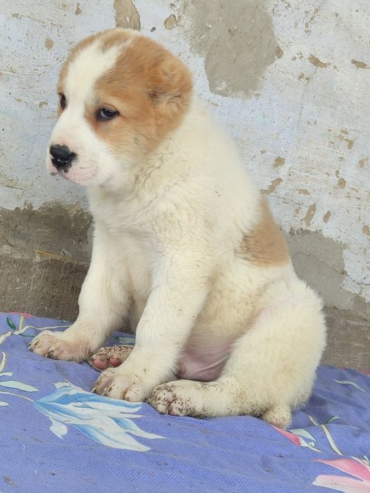 Щенята САО Алабай