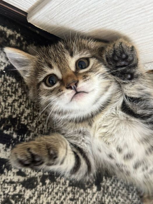 Отдам котёнка в хорошие руки