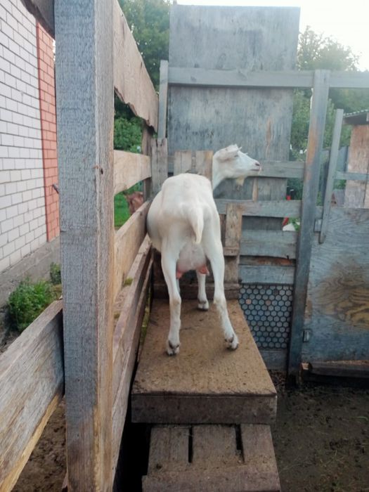 продам молочных  коз