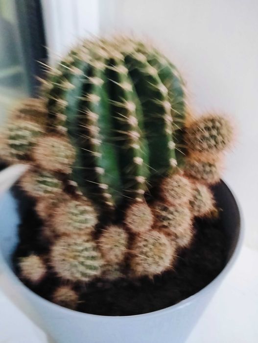 Продам кактусы набором