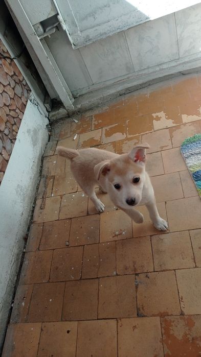 Отдам той терьера