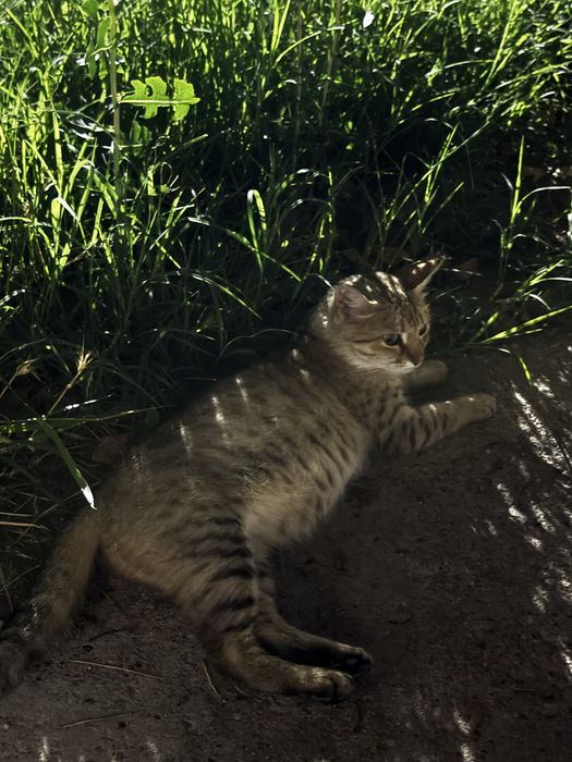 Кошка беременая