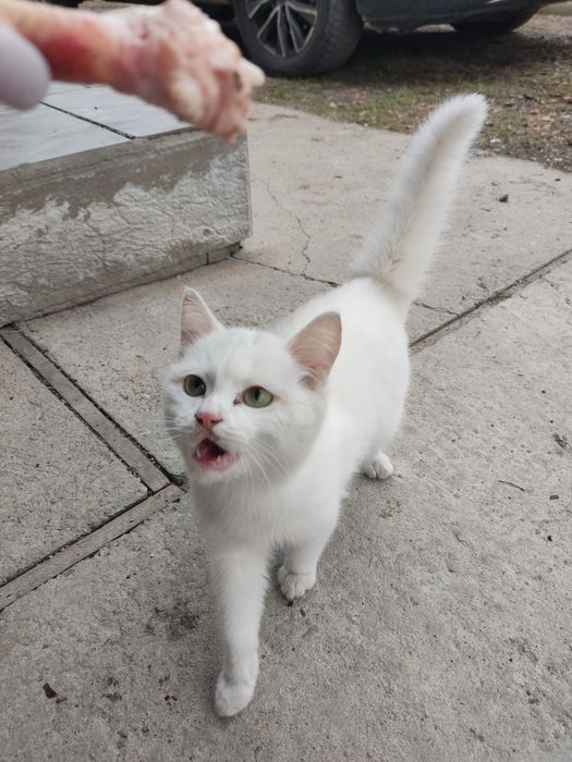 Отдам в добрые руки