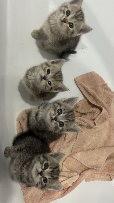 Продам котят в добрые руки