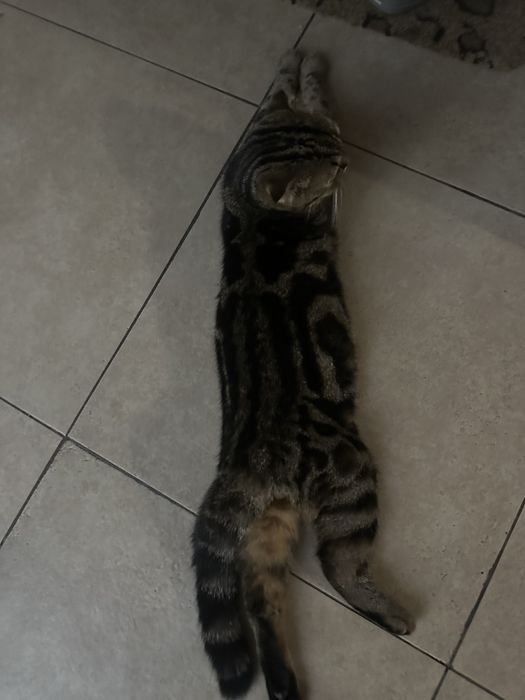 Вязка шотландского кота