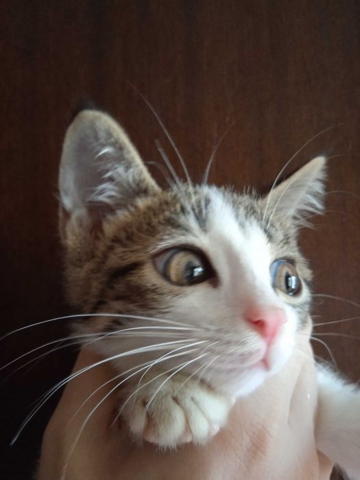 Серобелый котёнок мальчик, 3 месяца.