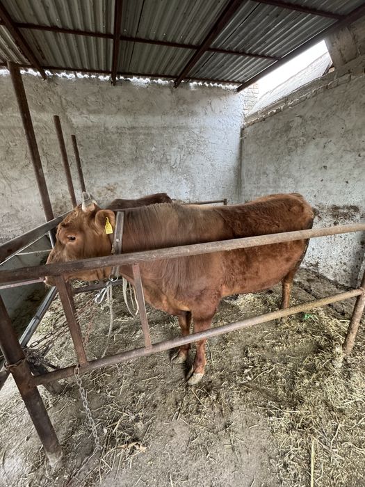 Buqqa букка 2 та сотилади бухорода