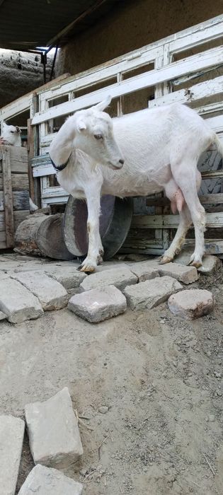 Сут берадиган эчкилар сотилади