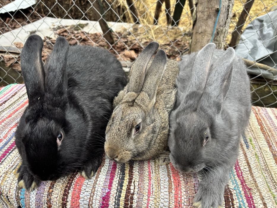 Iepuri hycole francez!