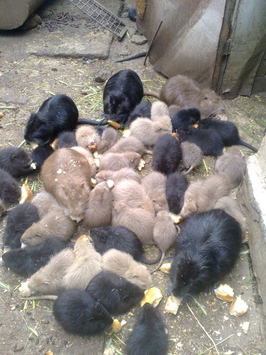 Продаются Нутрии