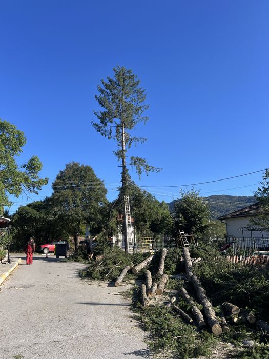 Поваляне на опасни дървета