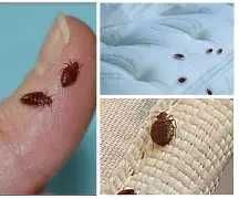 Уничтожение клопов