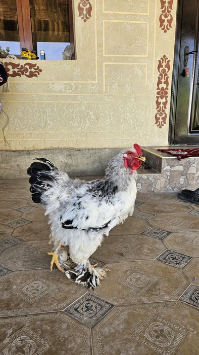 Brama xo'rozlari sotiladi