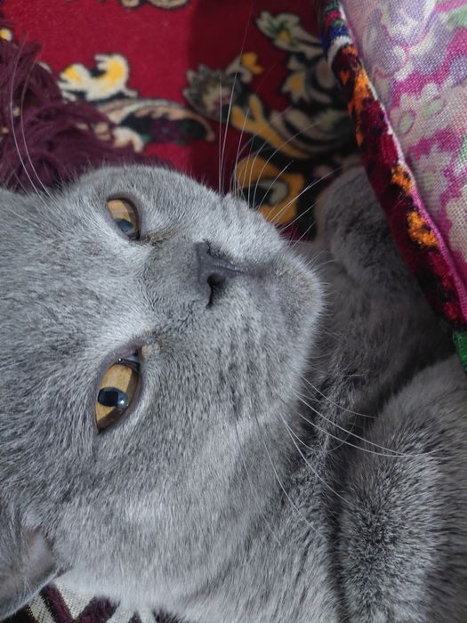 Britanski stray toza 1yosh soglom