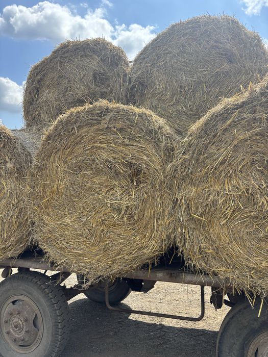 Baloți paie de grau