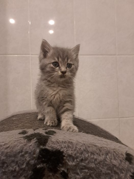 Отдам котят 1,5 мес