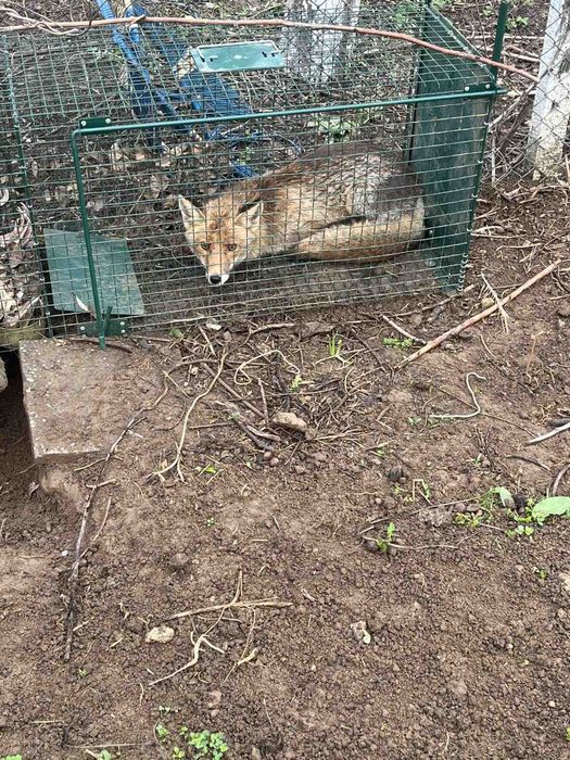 Капан за лисица с жива примамка