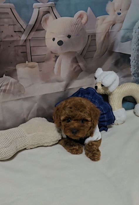 !РЕЗЕРВИРАНО!Пудел той с родословие 5 поколения назад