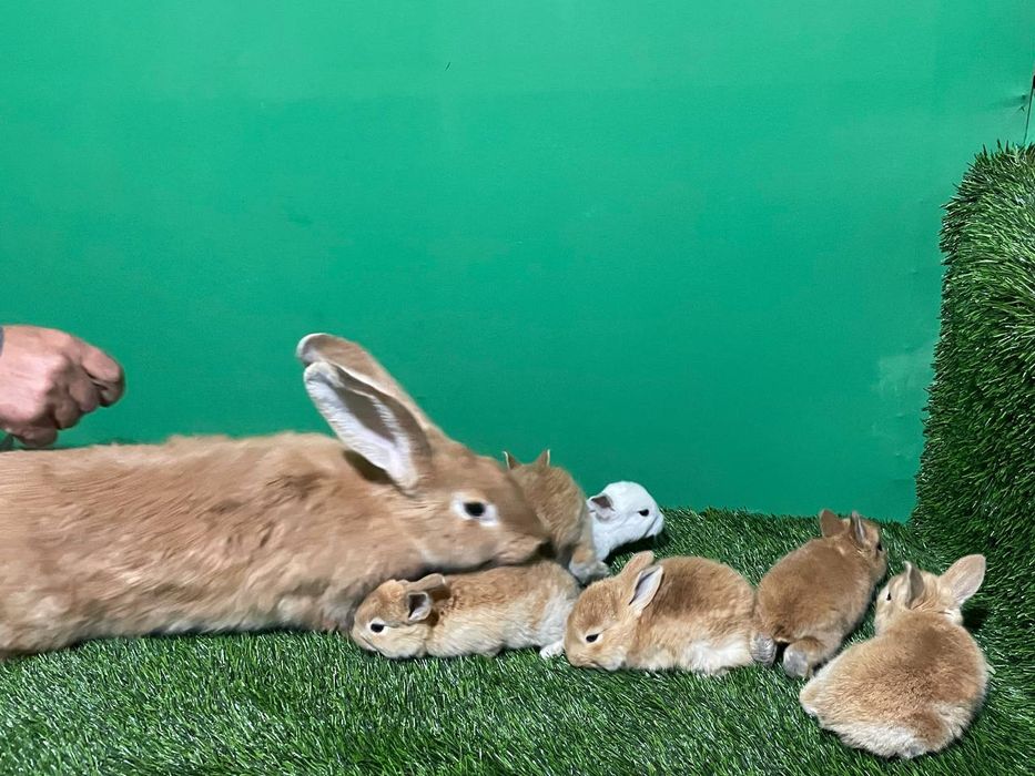 Burgunt zotli quyonlar Sotiladi