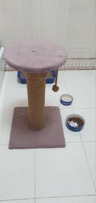 СРОЧНО! Шотландская вислоухая голубо-глазая ,,Скоттиш-фолд'' цена за в