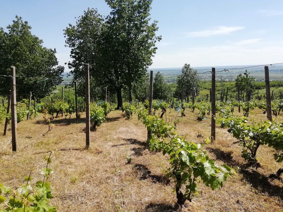 Teren Intravilan 1333m + Extravilan Total 7590m Valea Calugareasca