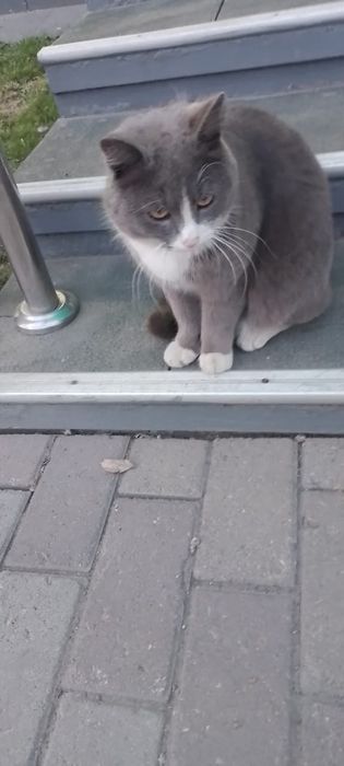 Пародистый котик ищет хозяина