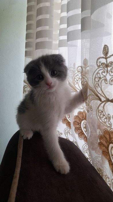 Кошка 2 месяца продается