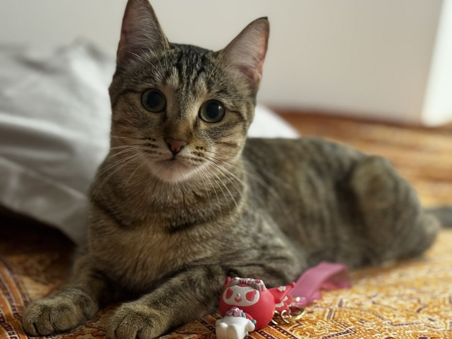 Кошка домашняя в добрые