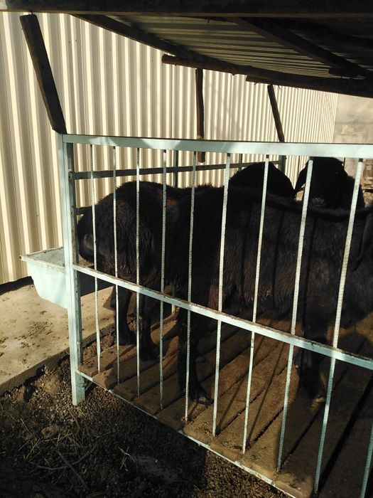 Кучкорлар сотилади