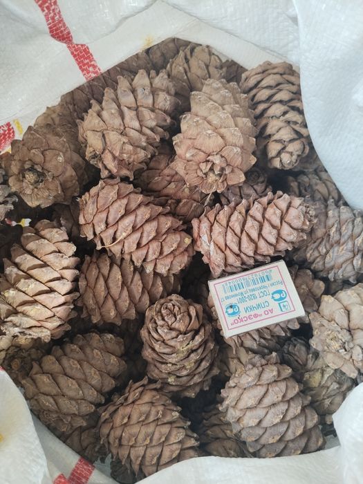Продам кедровый орех, шишки