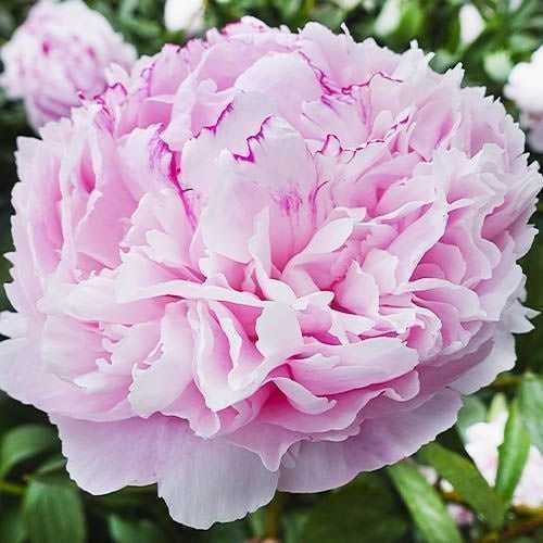 Rizomi ( bulbi) de Bujor Nobil Gigant, pt plantat, disponibil pe nuante de alb, roz, galben  rosu  portocaliu  mov, visiniu