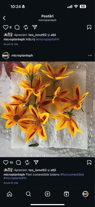 Plante aromatice şi mictoplante