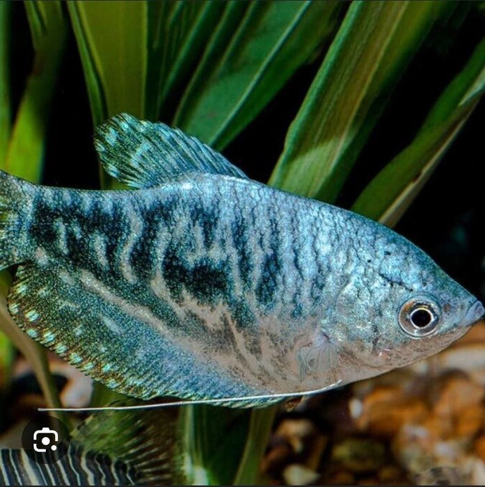 Рыбка Гурами мраморный