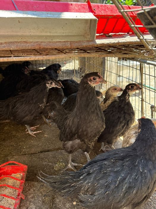 Pui rasa australorp